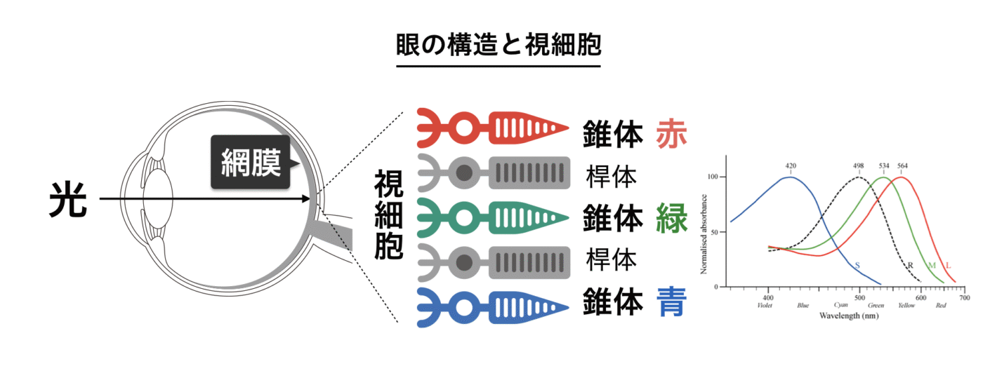 眼の構造と視細胞の図と、各種の視細胞が反応する光の波長を表したグラフ