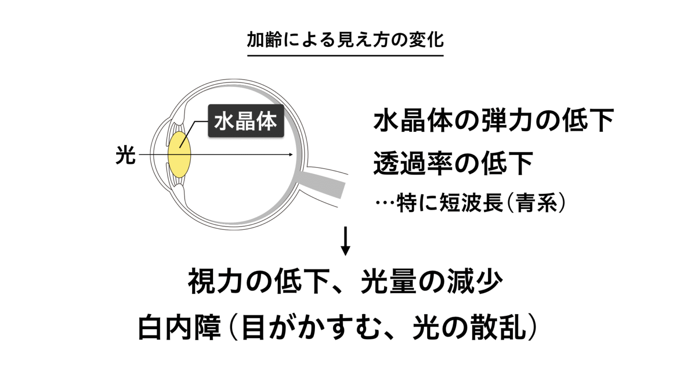 水晶体が黄色くなっている眼の構造図。