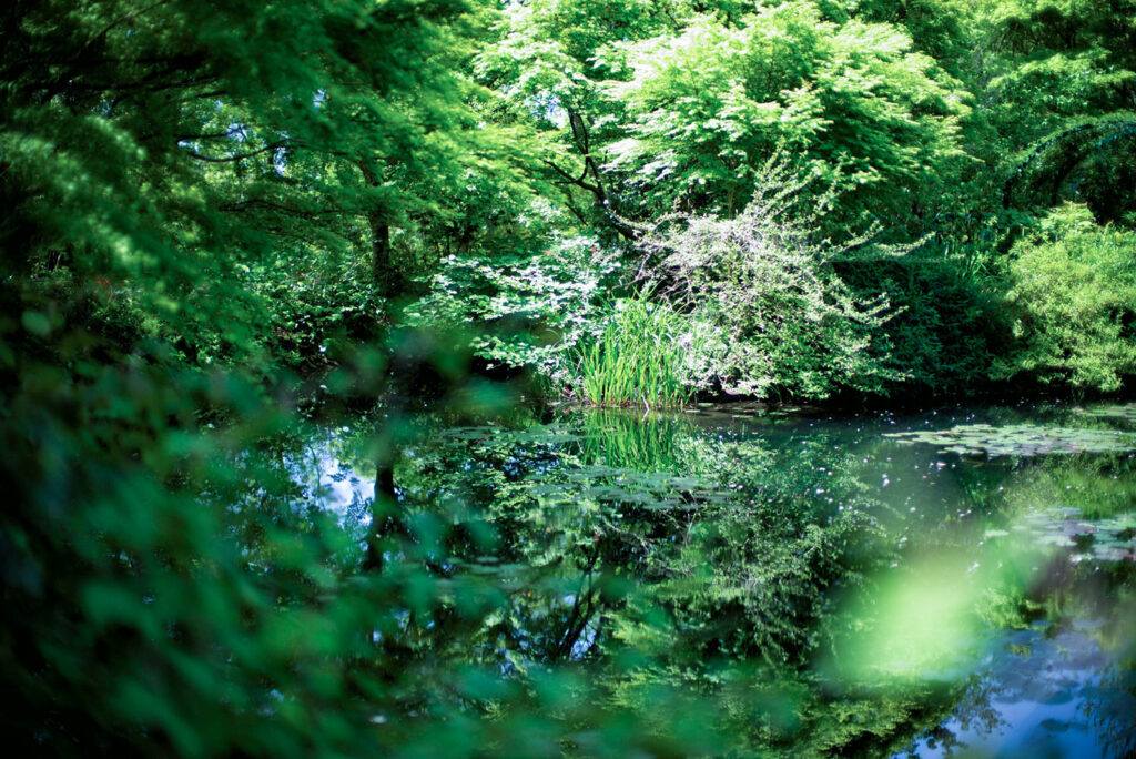 写真:池の周りで緑と光が溶け合う風景